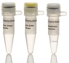 SacI restriction enzyme