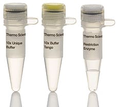 SacI restriction enzyme