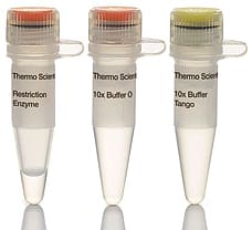 SalI restriction enzyme