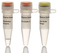 SalI restriction enzyme