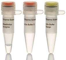 SalI restriction enzyme