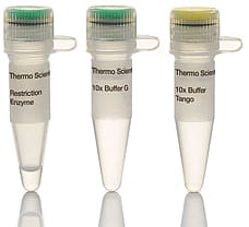 SatI (Fnu4HI) restriction enzyme