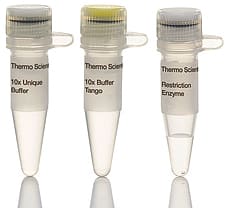 ScaI restriction enzyme