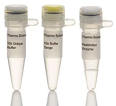 ScaI restriction enzyme