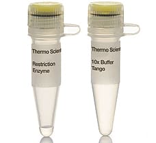 SchI (MlyI) restriction enzyme