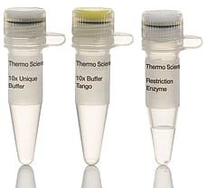 SdaI (SbfI) restriction enzyme