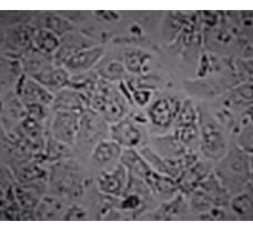 Swine Liver Hepatocytes- SL-2601
