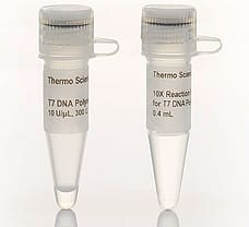 T7 DNA Polymerase