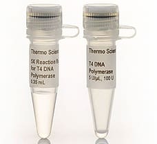 T4 DNA Polymerase, 100 units