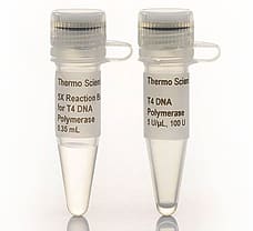 T4 DNA Polymerase, 500 units