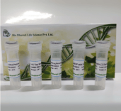 Taq DNA Polymerase Kit - 500 U (200 l) + 2 ml dNTP mix (2.5 mM each)